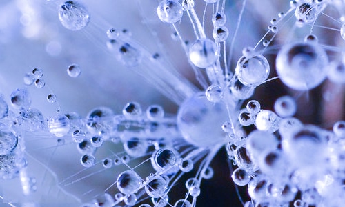 七夕情人节送什么鲜花 七夕情人节送什么鲜花